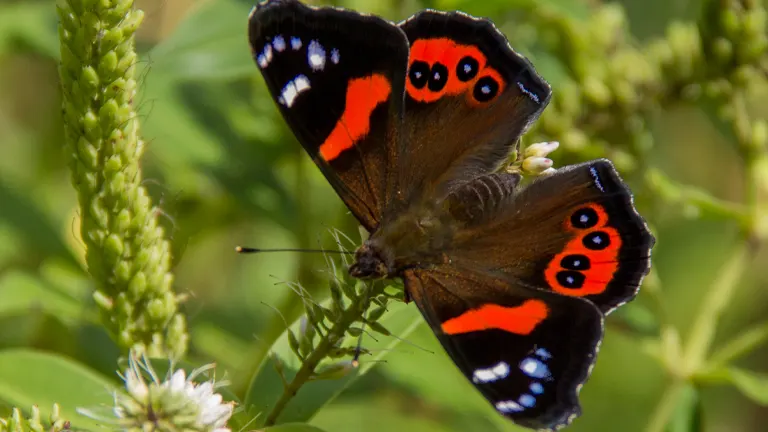 Red Admiral Butterfly