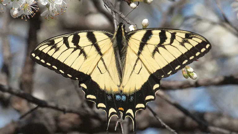 Eastern Tiger Swallowtail Butterfly