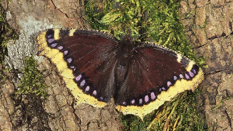 Mourning Cloak Butterfly