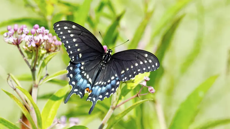 Black Swallowtail Butterfly