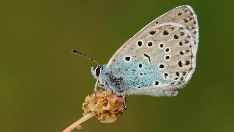 Large Blue Butterfly