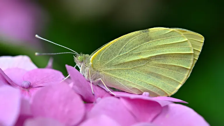 Large White Butterfly