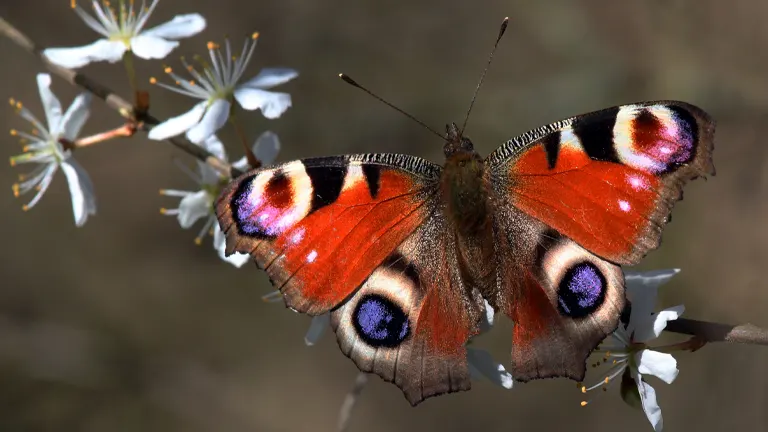 Peacock Butterfly