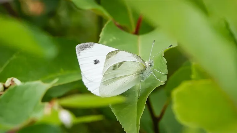 Cabbage White Butterfly