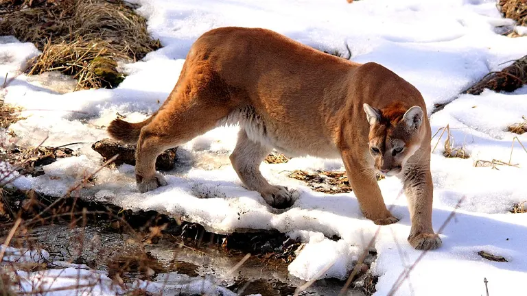 Cougar