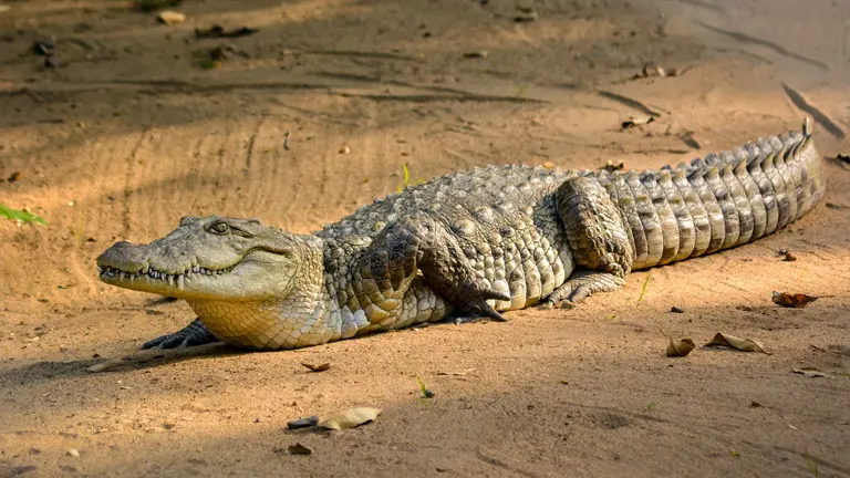 Saltwater Crocodile