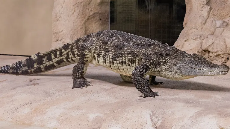 Nile Crocodile