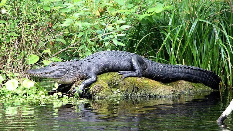 American Crocodile