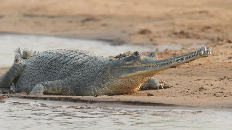 Gharial Crocodile