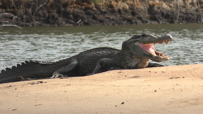 Black Caiman Crocodile