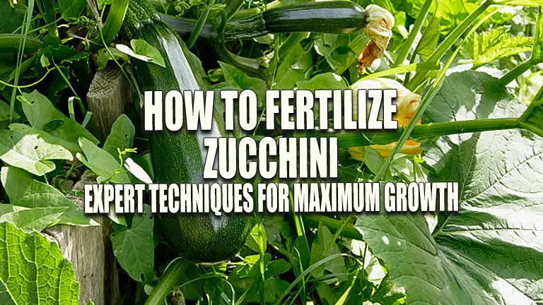 How to Fertilize Zucchini: Expert Techniques for Maximum Growth