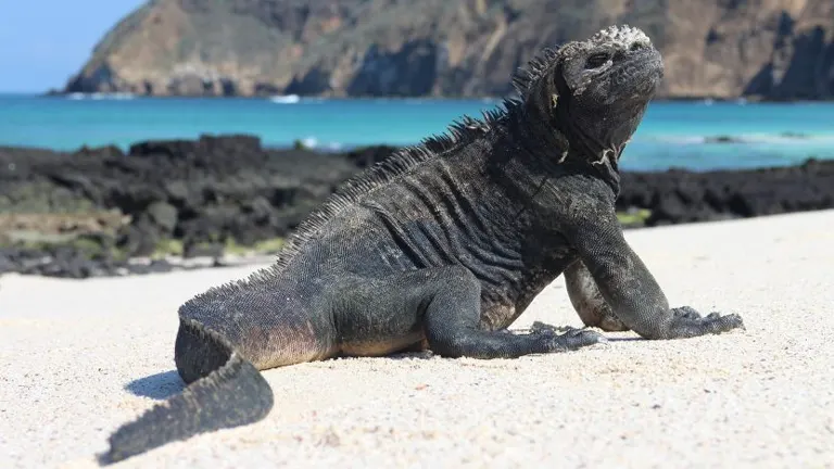 Marine Iguana