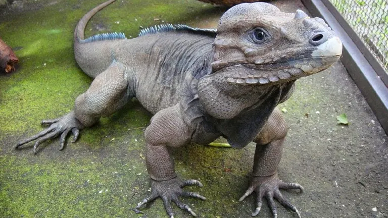 Rhinoceros Iguana