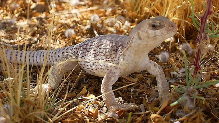 Desert Iguana