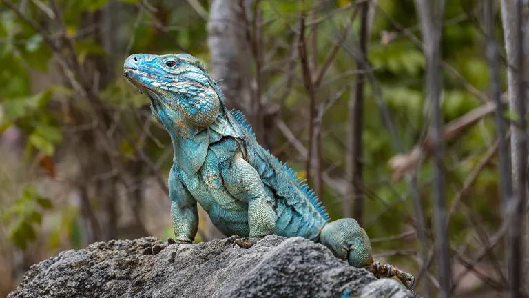 Blue Iguana