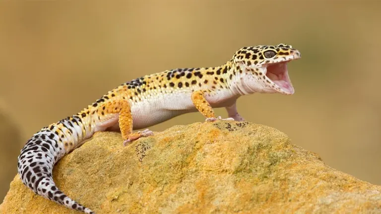 Leopard Gecko