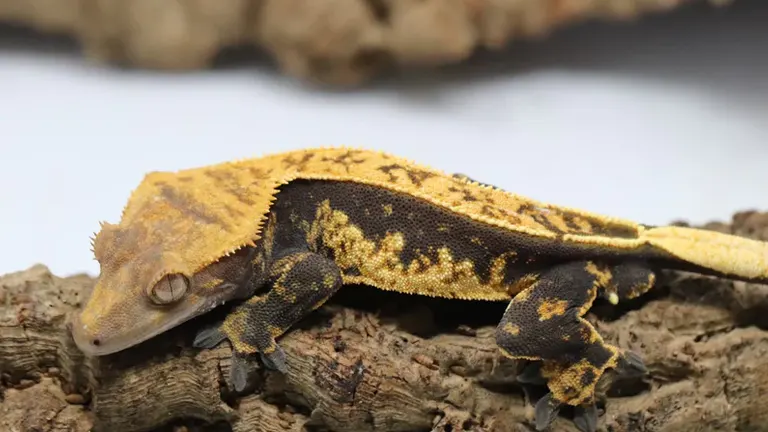 Crested Gecko