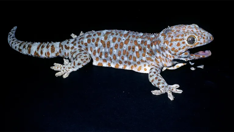 Tokay Gecko