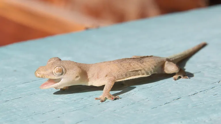 House Gecko