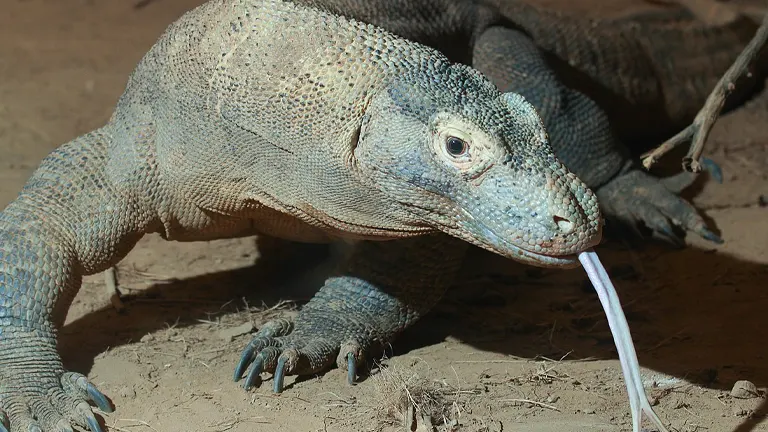 Komodo Dragon