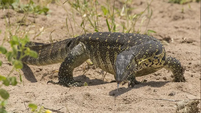 Nile Monitor Lizard