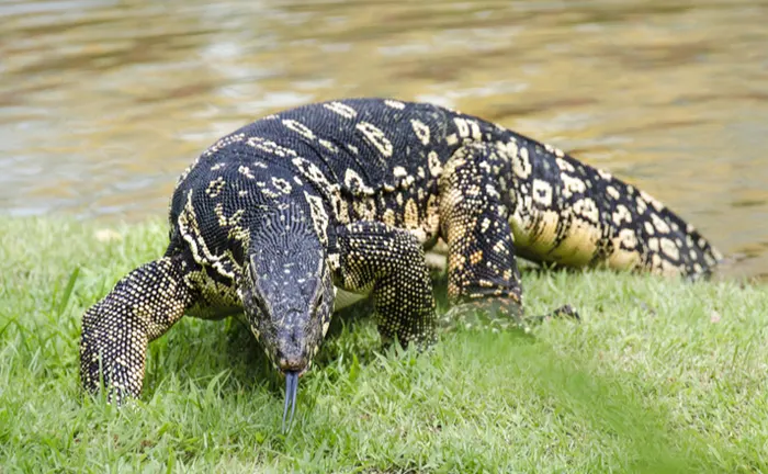 Asian Water Monitor