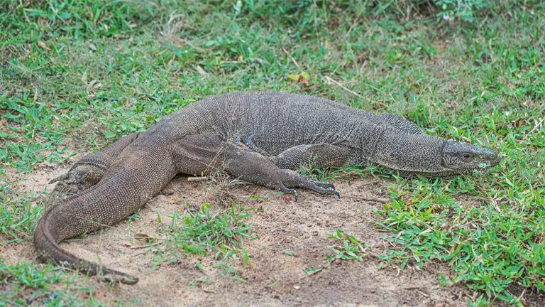 Bengal Monitor