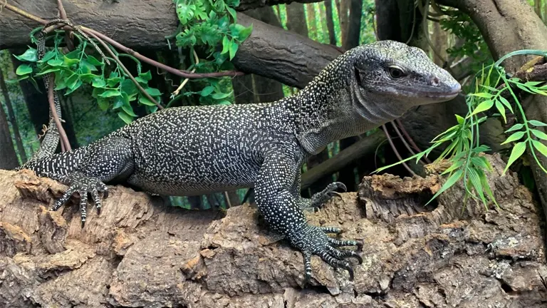 Mangrove Monitor