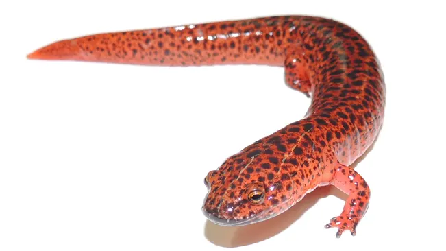 A vibrant red salamander with distinctive black spots, posing against a white background.