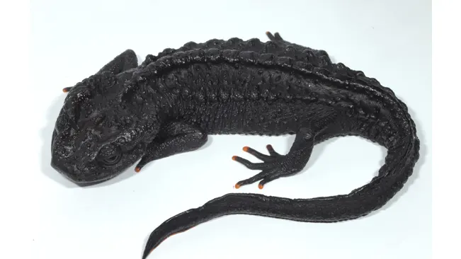 A Ziegler's crocodile newt with a dark body and orange digits, on a white background.