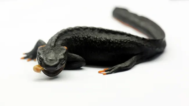 A Taliang Knobby Newt with black skin and orange digits, eating a worm on a white background.