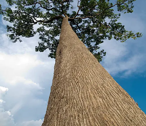 Tall tree trunk with textured bark leading up to a leafy canopy against a cloudy sky