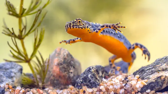 An Alpine Newt with a vibrant orange belly mid-leap among rocks and a plant.
