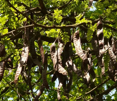 Legumes Tree - Tree with green leaves and brown twisted seed pods in sunlight