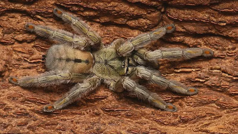 Trinidad Chevron Tarantula