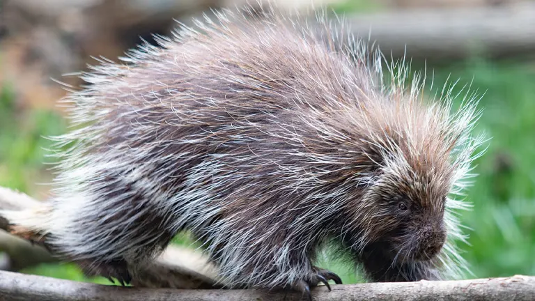 North American Porcupine