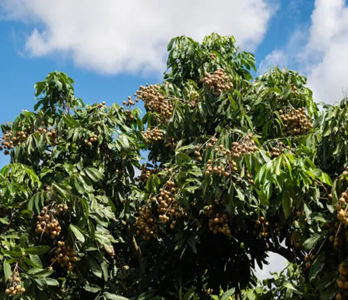 Soapberry Tree - Clusters of ripe, brownish fruit on a leafy green tree against a blue sky with white clouds