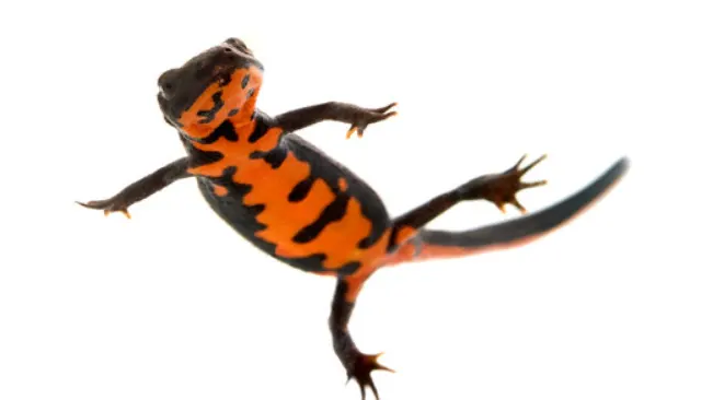 A Chinese Fire Belly Newt with a dark back and vibrant orange underside, against a white background.