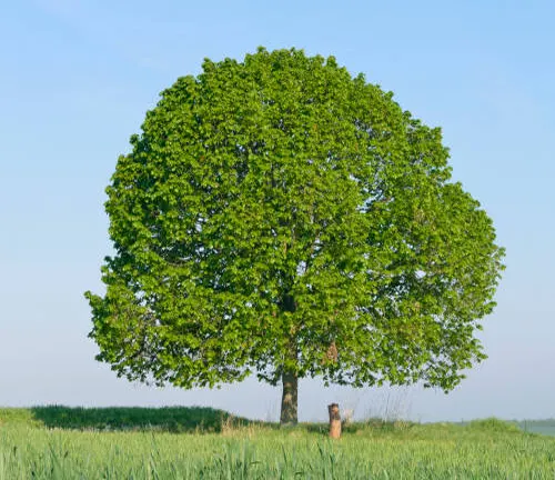 Perfectly rounded tree with dense green foliage in a calm field on a clear day.