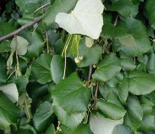 Dense foliage of linden tree leaves with visible flower buds