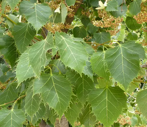 Vivid green linden leaves with serrated edges and clusters of small flowers