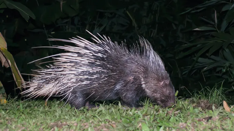 Malayan Porcupine