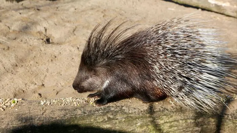 European Porcupine