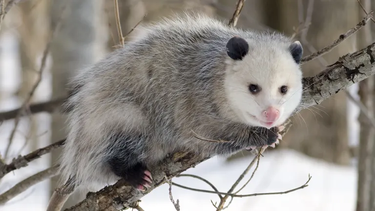 Virginia Opossum