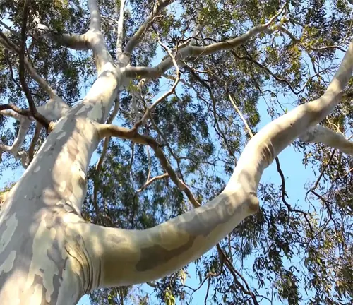 Looking up at the mottled bark and sprawling branches of a tall eucalyptus tree against a blue sky.