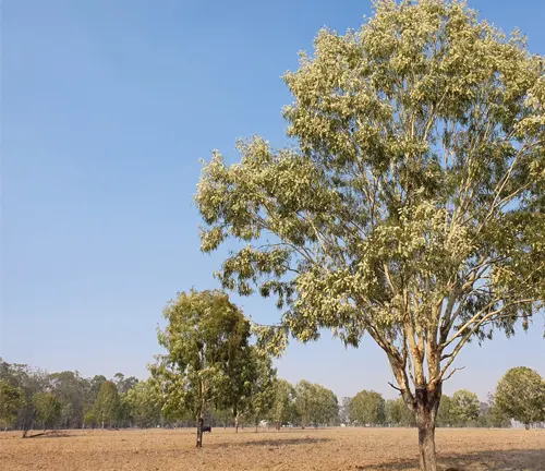 A large tree with blooming white flowers in a dry field under a hazy blue sky.