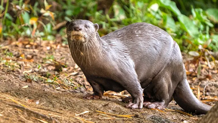 Smooth-Coated Otter - Facts, Diet, Habitat & Pictures on