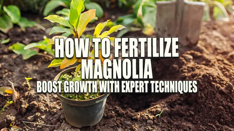 How to Fertilize Magnolia: Boost Growth with Expert Advice