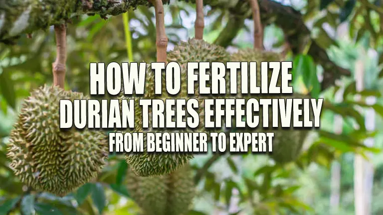 How to Fertilize Durian Trees Effectively: From Beginner to Expert