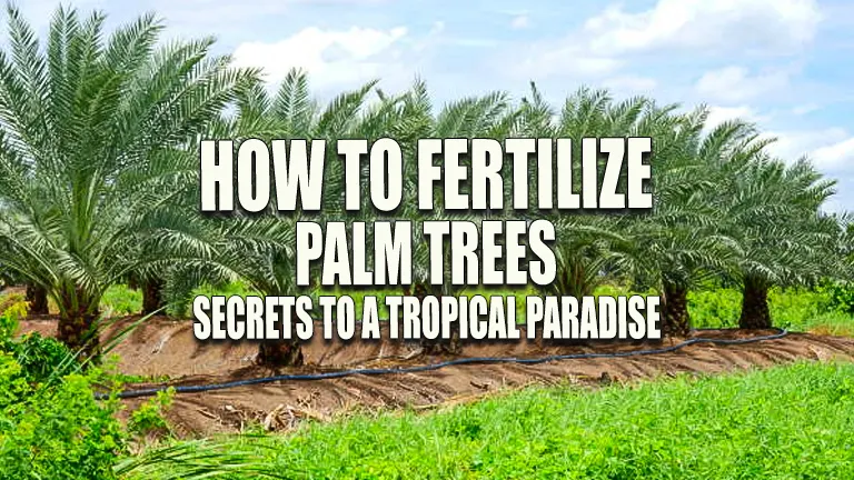 How to Fertilize Palm Trees: Secrets to a Tropical Paradise